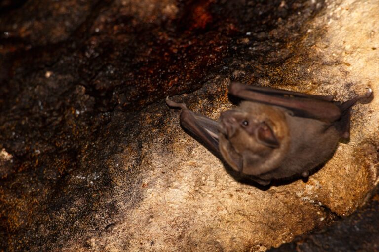 Atvtourscozumel Atvs Cozumel Jungle Adventure On X Bat Cave Rocks