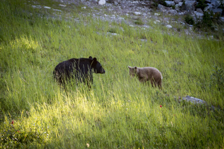 Canadianwildernessadventures Wild Wild West Atv Black Bear Cub Grassy Field