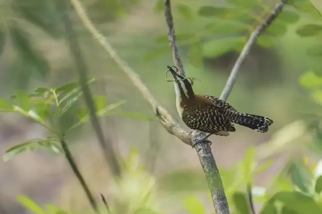 Haciendalanorma Atv Tour Bird Branch Nature Green