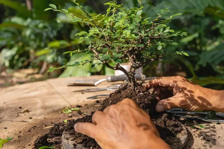 Haciendalanorma Atv Tour Bonsai Tree Hands Soil