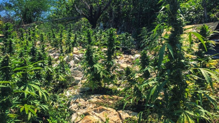 Scotttransportandtours Atv Weed Farm Tour Montego Bay Cannabis Plants Rocky Ground Jamaica