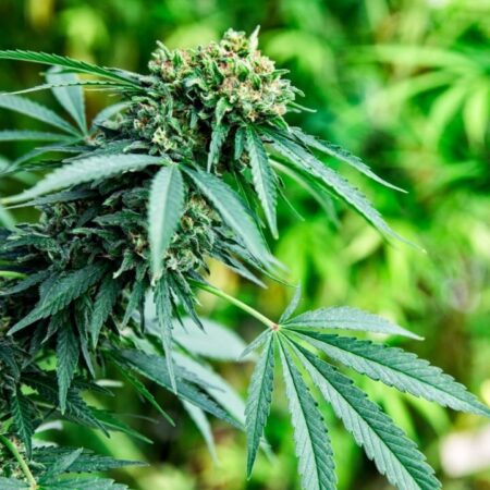 Scotttransportandtours Rasta Cultural Atv Safari Cannabis Plant Green Leaves