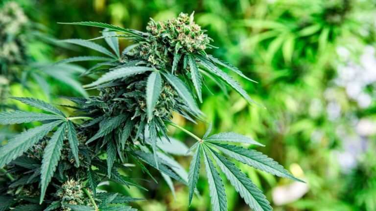 Scotttransportandtours Rasta Cultural Atv Safari Cannabis Plant Green Leaves