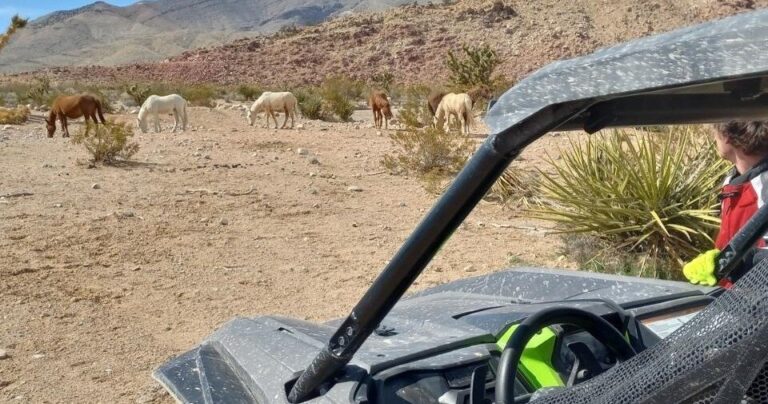 Vegasatvadventures Joshua Tree Hr Atv Sxs Off Road Tour Atv Sxs Offroad Horses Desert