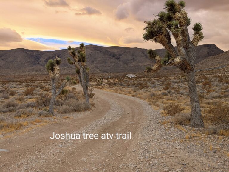 Vegasatvadventures Joshua Tree Hr Atv Sxs Off Road Tour Joshua Tree Atv Trail Sandy Path Cacti