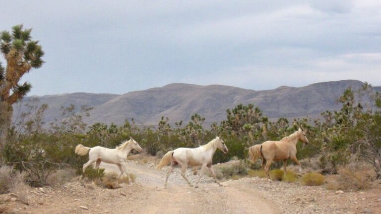 Vegasatvadventures Wild Mustang Hr Atv Sxs Off Road Tour Wild Horses Desert Path Mountains